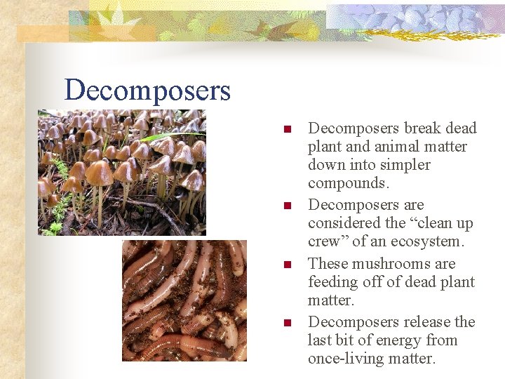Decomposers n n Decomposers break dead plant and animal matter down into simpler compounds.