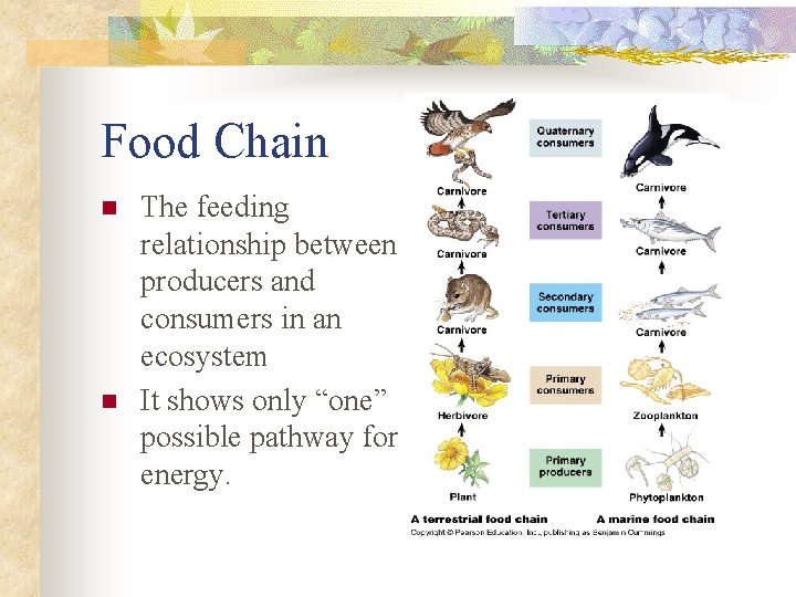 Food Chain n n The feeding relationship between producers and consumers in an ecosystem