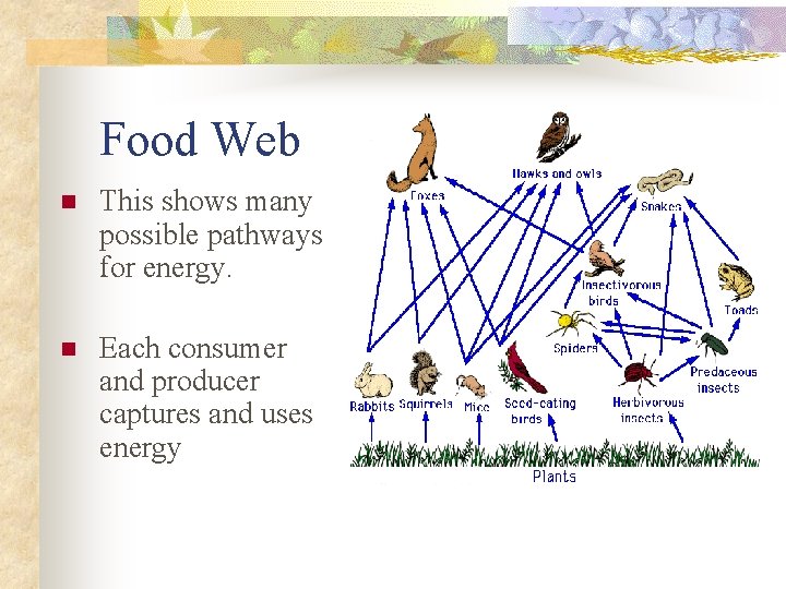 Food Web n This shows many possible pathways for energy. n Each consumer and