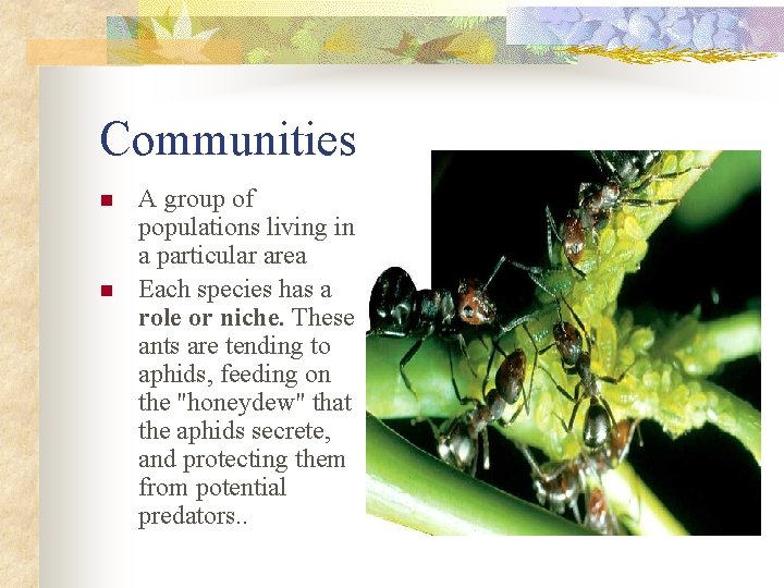 Communities n n A group of populations living in a particular area Each species