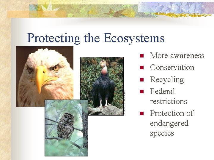 Protecting the Ecosystems n n n More awareness Conservation Recycling Federal restrictions Protection of