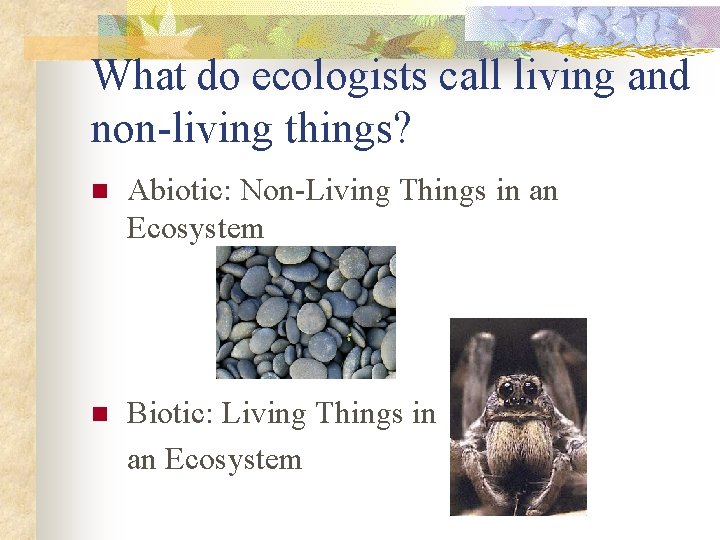 What do ecologists call living and non-living things? n Abiotic: Non-Living Things in an