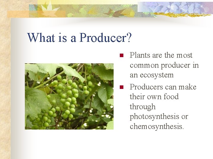 What is a Producer? n n Plants are the most common producer in an