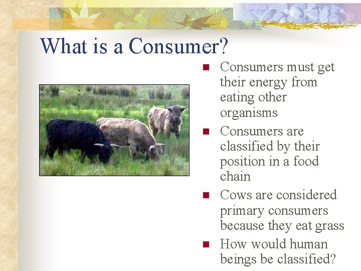 What is a Consumer? n n Consumers must get their energy from eating other