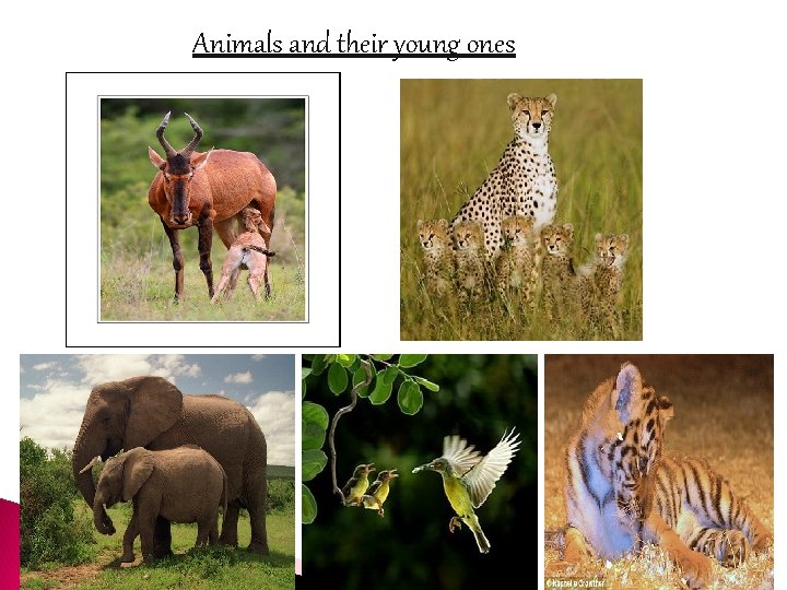 Animals and their young ones 