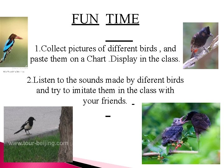 FUN TIME 1. Collect pictures of different birds , and paste them on a