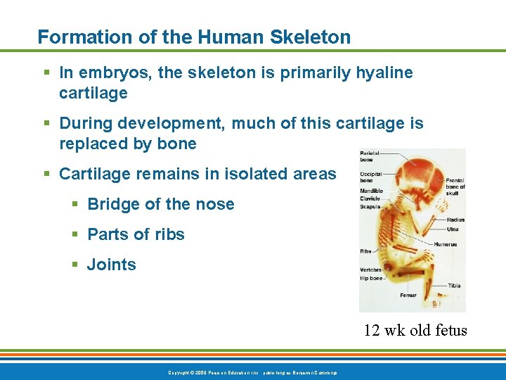 Formation of the Human Skeleton § In embryos, the skeleton is primarily hyaline cartilage