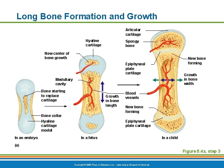 Long Bone Formation and Growth Articular cartilage Hyaline cartilage Spongy bone New center of