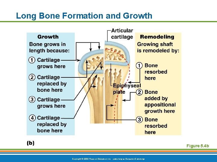 Long Bone Formation and Growth Figure 5. 4 b Copyright © 2009 Pearson Education,