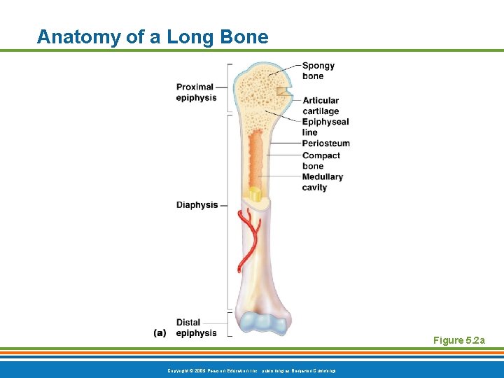 Anatomy of a Long Bone Figure 5. 2 a Copyright © 2009 Pearson Education,