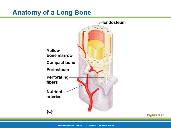 Anatomy of a Long Bone Figure 5. 2 c Copyright © 2009 Pearson Education,