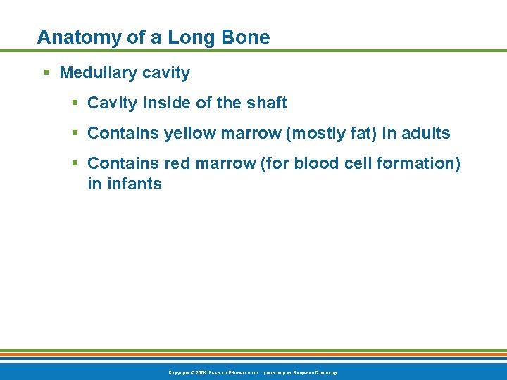 Anatomy of a Long Bone § Medullary cavity § Cavity inside of the shaft