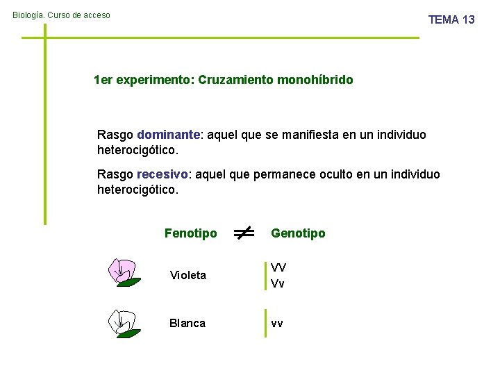 Biología. Curso de acceso TEMA 13 1 er experimento: Cruzamiento monohíbrido Rasgo dominante: aquel