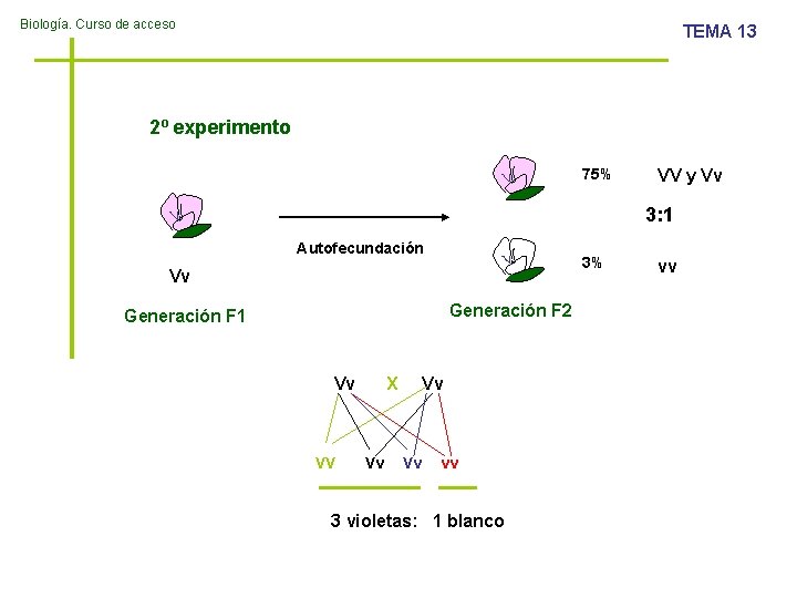 Biología. Curso de acceso TEMA 13 2º experimento 75% VV y Vv 3: 1