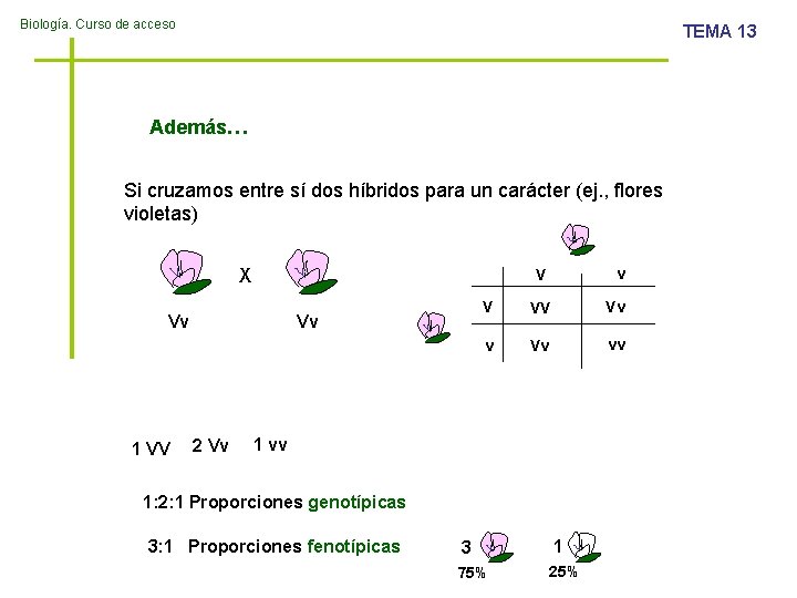 Biología. Curso de acceso TEMA 13 Además… Si cruzamos entre sí dos híbridos para