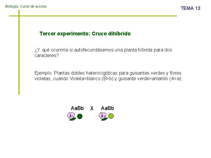 Biología. Curso de acceso TEMA 13 Tercer experimento: Cruce dihíbrido ¿Y qué ocurriría si