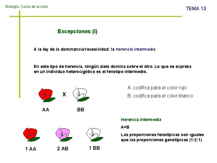 Biología. Curso de acceso TEMA 13 Excepciones (I) A la ley de la dominancia/recesividad: