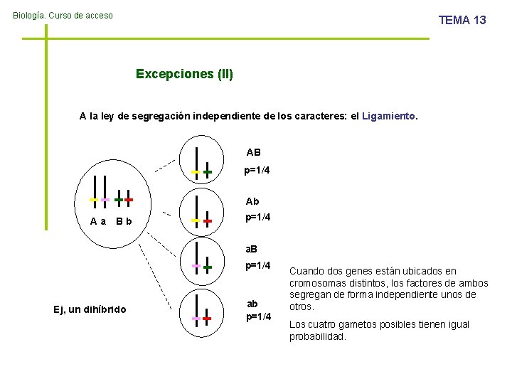 Biología. Curso de acceso TEMA 13 Excepciones (II) A la ley de segregación independiente