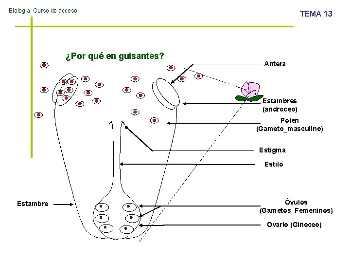 Biología. Curso de acceso ¿Por qué en guisantes? TEMA 13 Antera Estambres (androceo) Polen