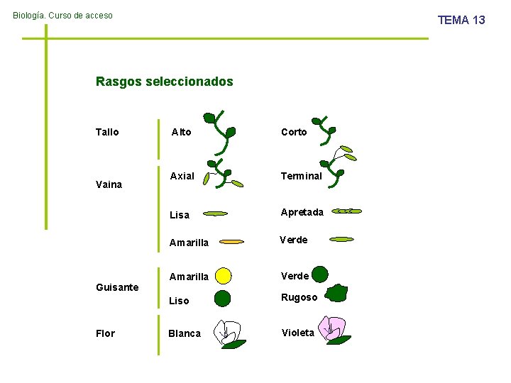 Biología. Curso de acceso TEMA 13 Rasgos seleccionados Tallo Vaina Guisante Flor Alto Corto