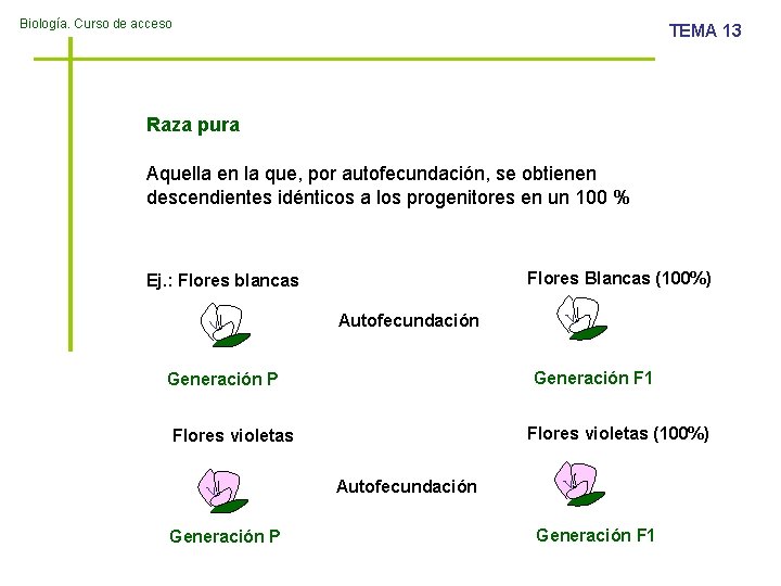 Biología. Curso de acceso TEMA 13 Raza pura Aquella en la que, por autofecundación,