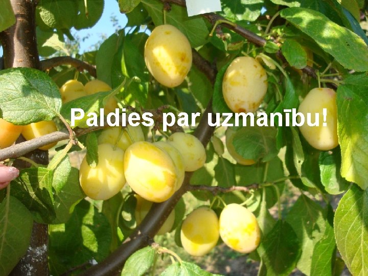 Paldies par uzmanību! Paldies par uzmanību!
