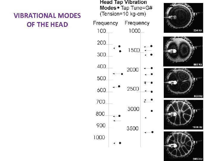VIBRATIONAL MODES OF THE HEAD 