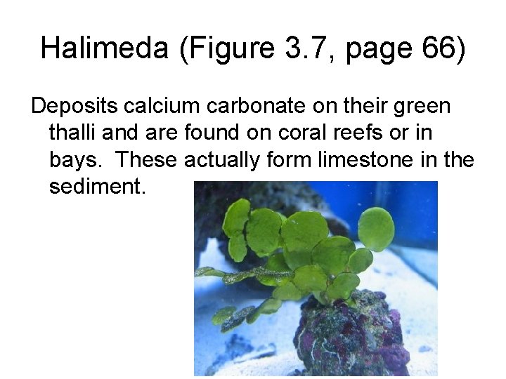 Halimeda (Figure 3. 7, page 66) Deposits calcium carbonate on their green thalli and