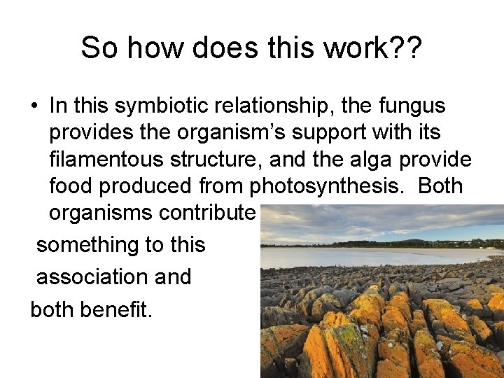 So how does this work? ? • In this symbiotic relationship, the fungus provides