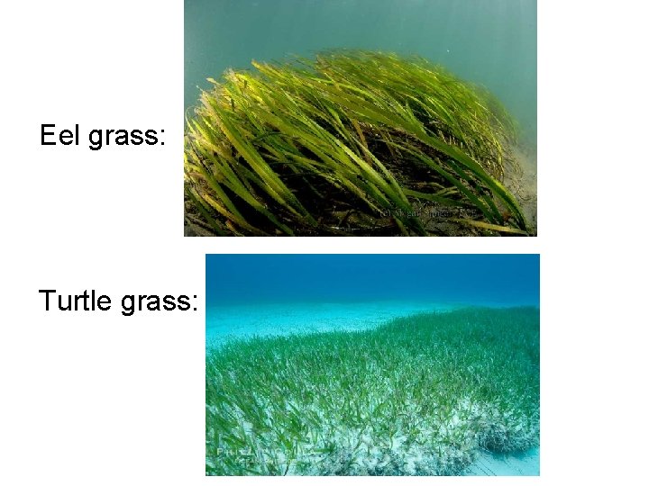 Eel grass: Turtle grass: 