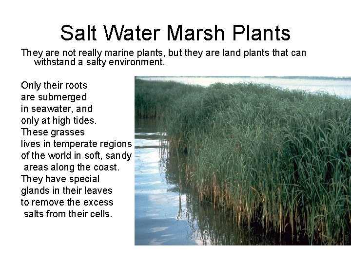 Salt Water Marsh Plants They are not really marine plants, but they are land