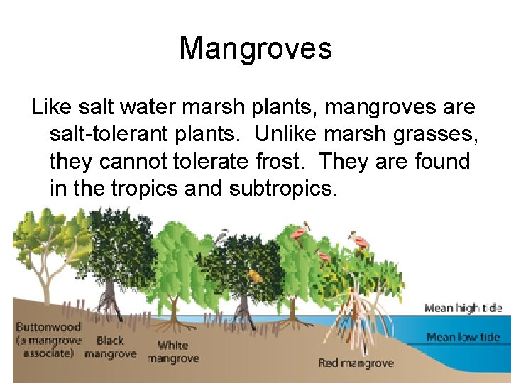 Mangroves Like salt water marsh plants, mangroves are salt-tolerant plants. Unlike marsh grasses, they