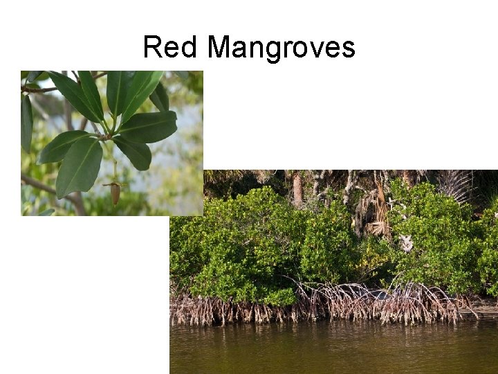 Red Mangroves 