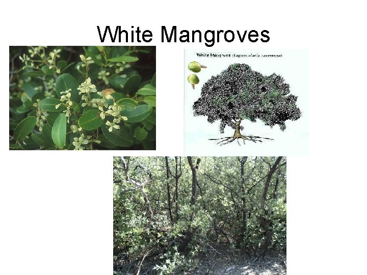 White Mangroves 