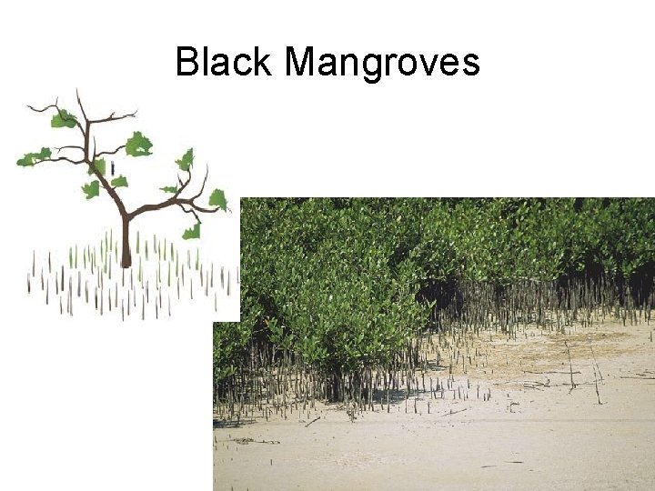 Black Mangroves 