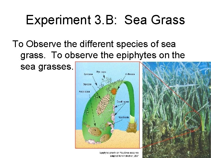 Experiment 3. B: Sea Grass To Observe the different species of sea grass. To