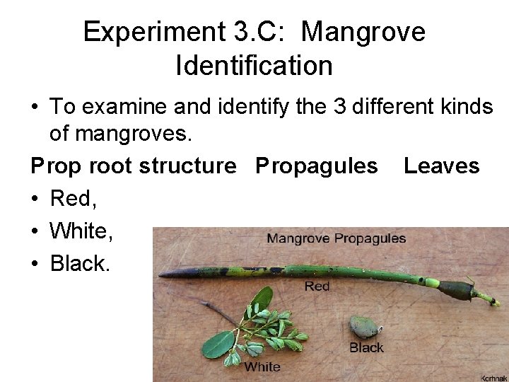 Experiment 3. C: Mangrove Identification • To examine and identify the 3 different kinds