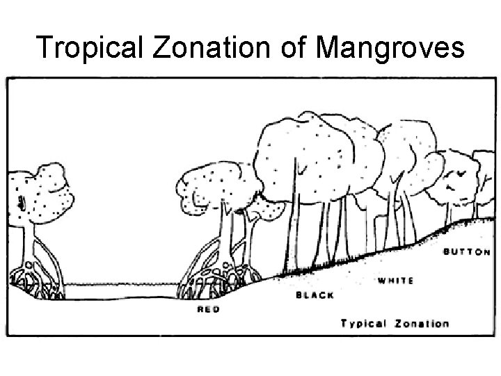 Tropical Zonation of Mangroves 