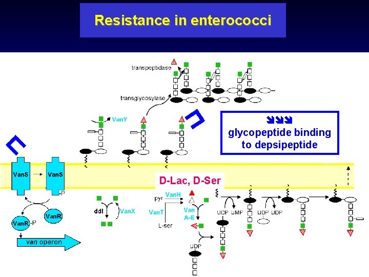 Resistance in enterococci glycopeptide binding to depsipeptide D-Lac, D-Ser 