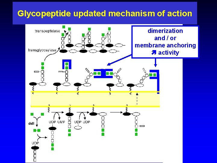 Glycopeptide updated mechanism of action Glycopeptide dimerization and / or membrane anchoring activity 