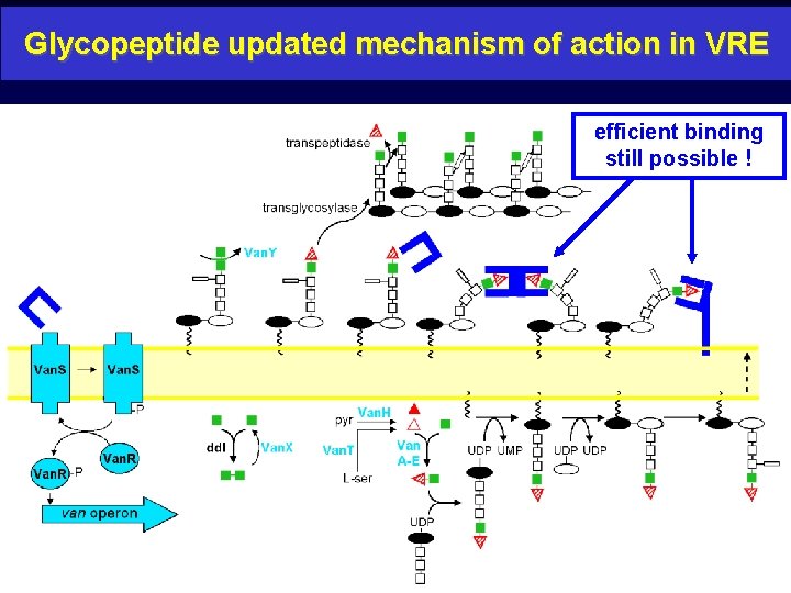 Glycopeptide updated mechanism of action in VRE efficient binding still possible ! 