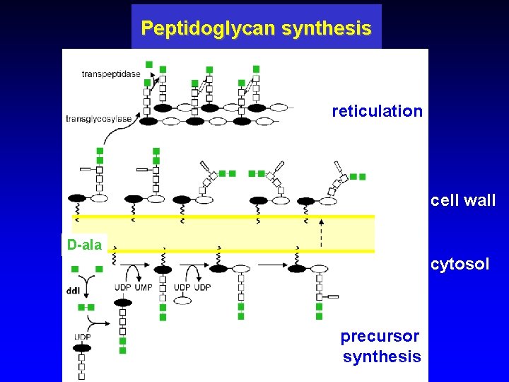 Peptidoglycan synthesis reticulation cell wall D-ala cytosol precursor synthesis 
