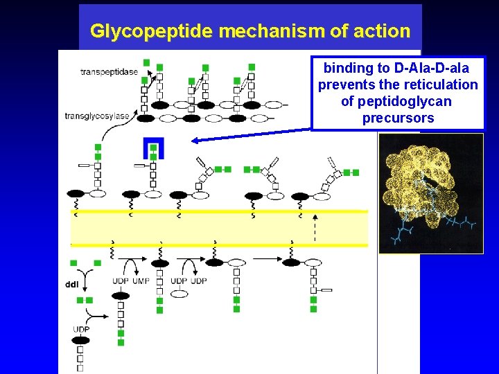 Glycopeptide mechanism of action binding to D-Ala-D-ala prevents the reticulation of peptidoglycan precursors 
