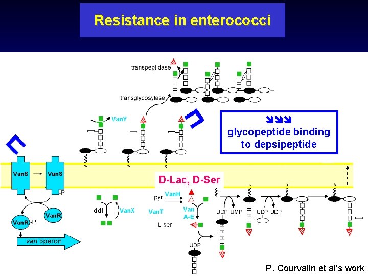 Resistance in enterococci glycopeptide binding to depsipeptide D-Lac, D-Ser P. Courvalin et al’s work