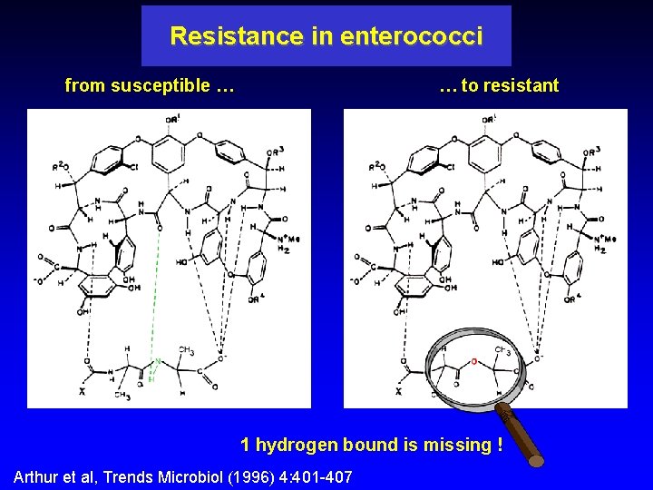Resistance in enterococci from susceptible … … to resistant 1 hydrogen bound is missing