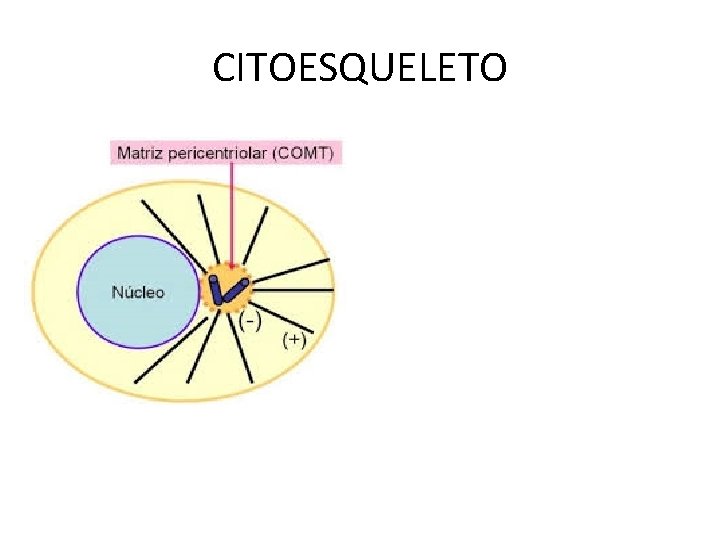 CITOESQUELETO 