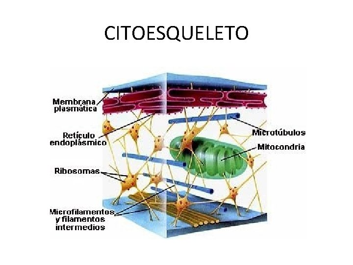 CITOESQUELETO 