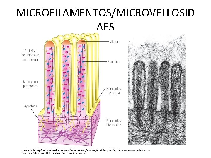 MICROFILAMENTOS/MICROVELLOSID AES 