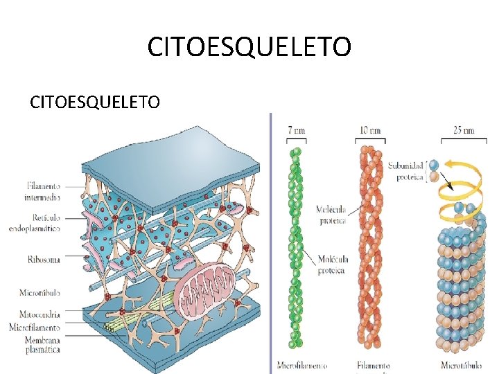 CITOESQUELETO 