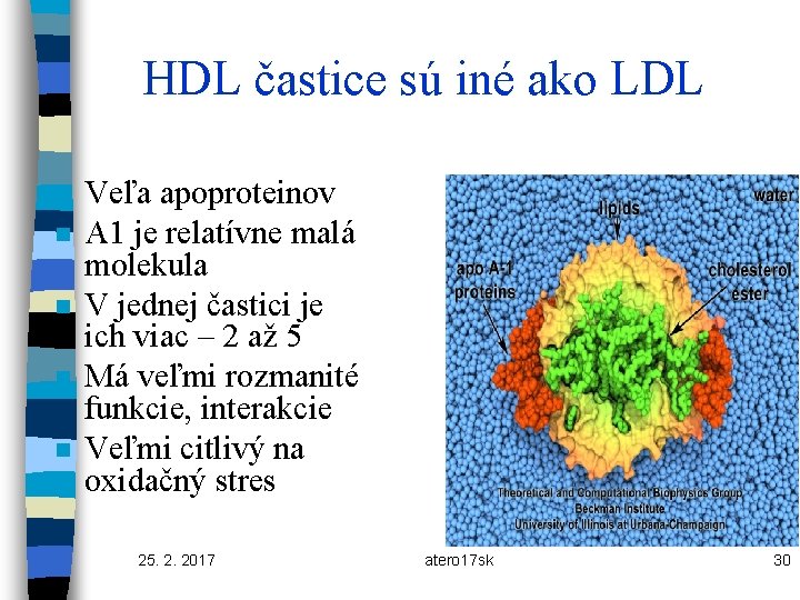 HDL častice sú iné ako LDL n n n Veľa apoproteinov A 1 je